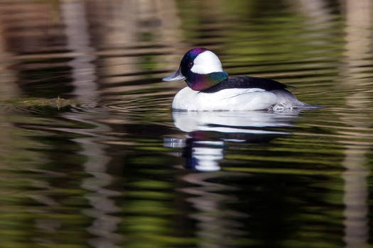 Bufflehead drake in the sun