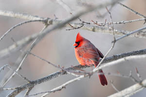 Northern cardinal (j-m)