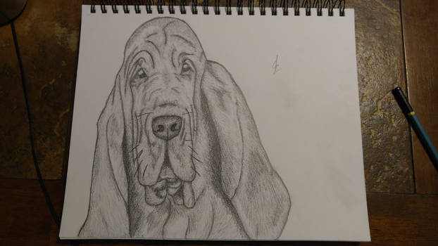 Bloodhound Drawing