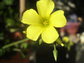 Yellow beauty