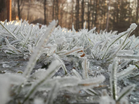 The First Frost