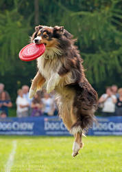 Frisbee time