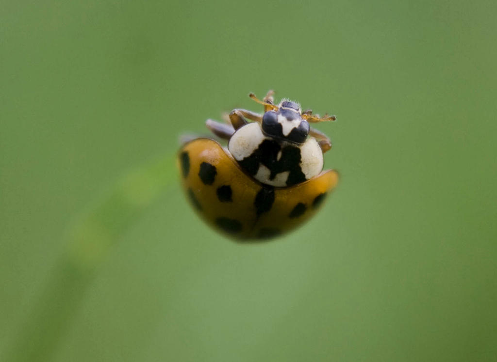 Asian Ladybird