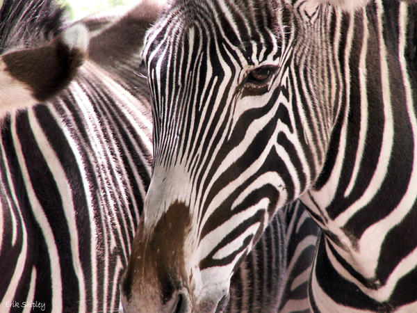 Zebras