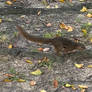 Cute Squirrel 2