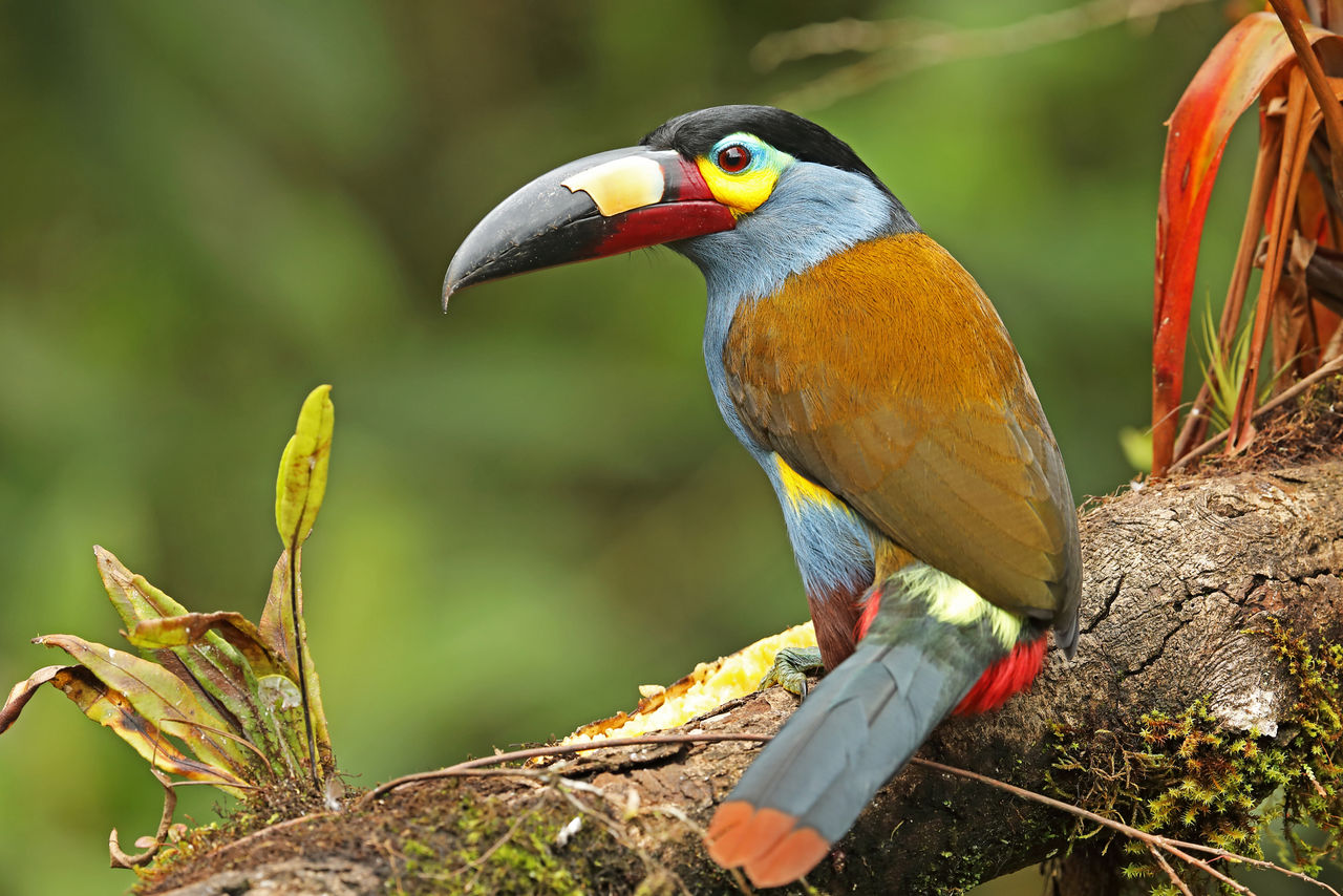 Black-billed Mountain Toucan (5) by foxsumo on DeviantArt