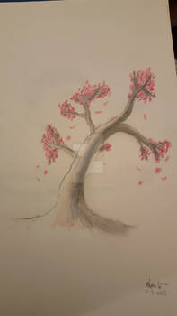 Cherry Blossom tree