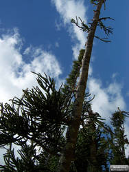 Pine Like Tree 2
