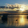 Swansea Pelican Sunset