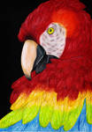 Scarlet Macaw by KattFloka