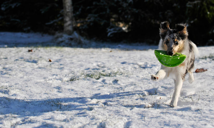 Snowy Fun