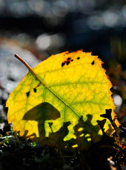 Leaf Theatre