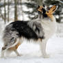 Shetland Sheepdog