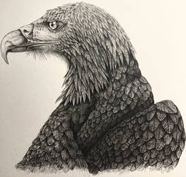 Eagle