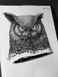 Owl