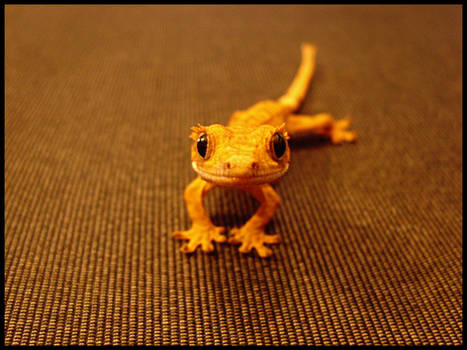 Crested gecko