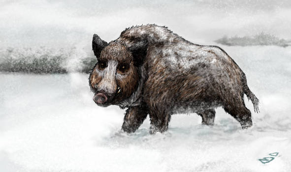 Snowy Boar