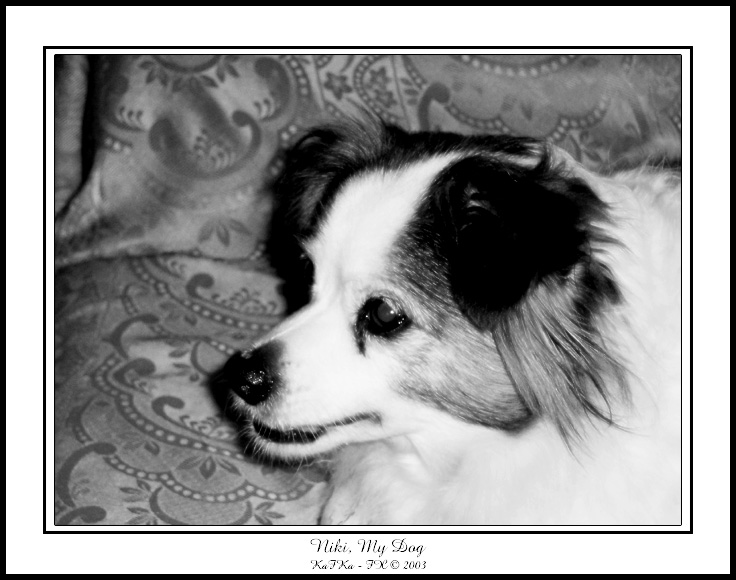 Niki, my dog.