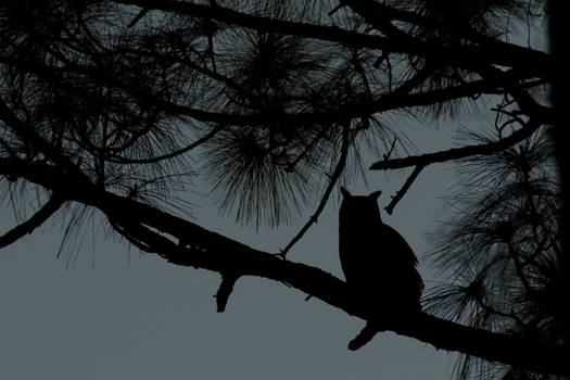 Owl Sillhouette