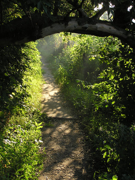 Branch and path