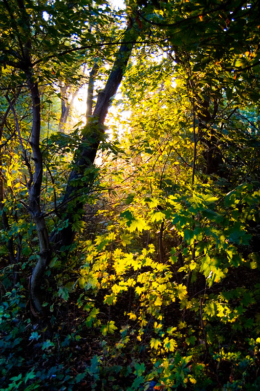 Sunlit leaves_1