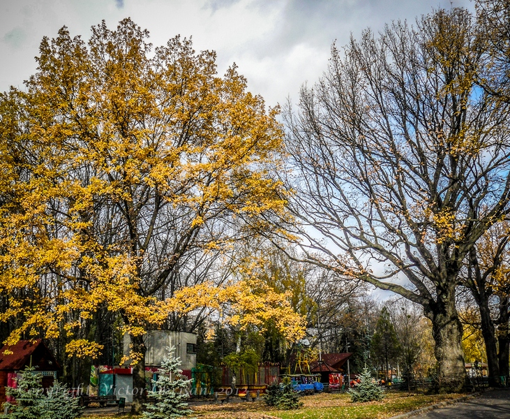 Oaks in Shevchenko Garden