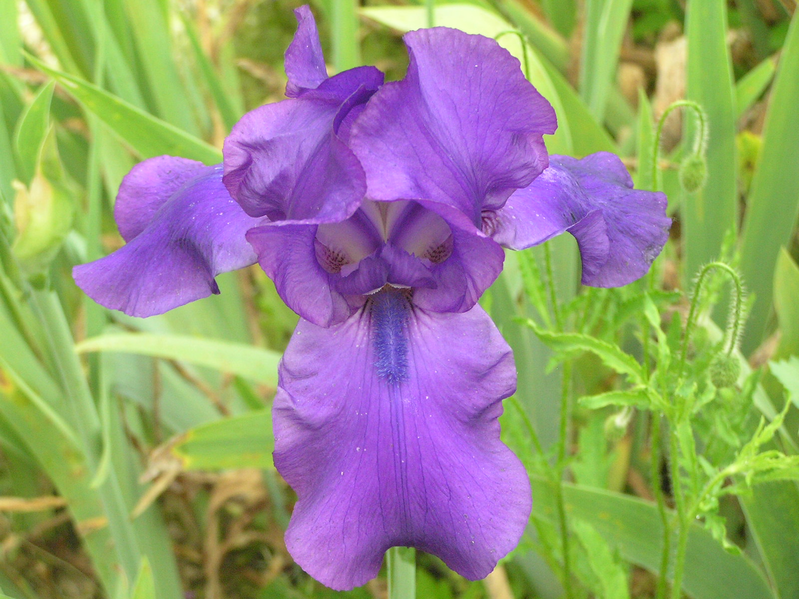 Light Purple Iris