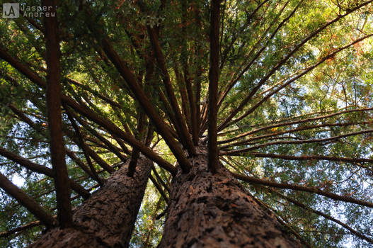 Sequoia sempervirens