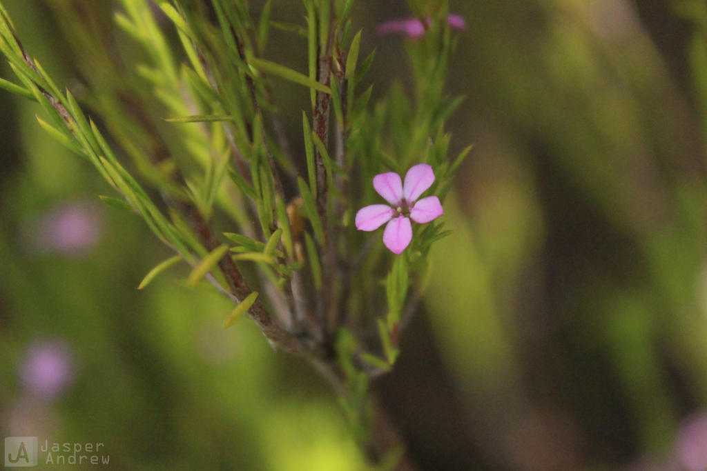 Effloralescence I