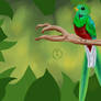 BG - Quetzal Espigado