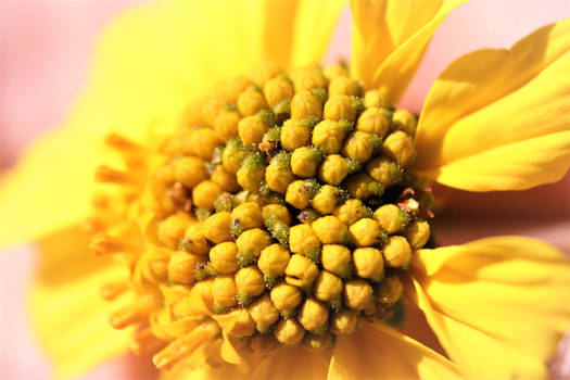 Yellow Flower