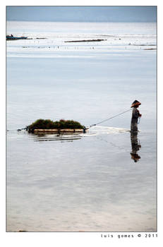 Algae worker