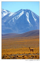 Vicuna