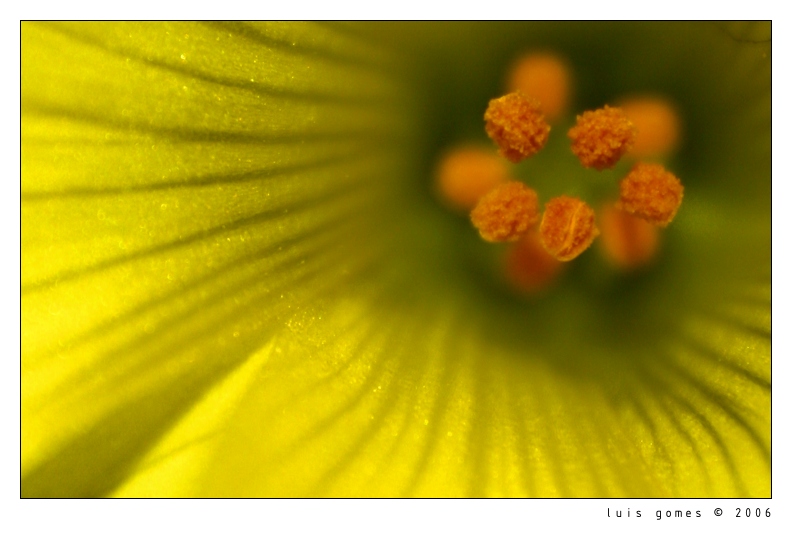 Macro World 1