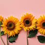 Sunflowers on a pink background Copy space Top vie