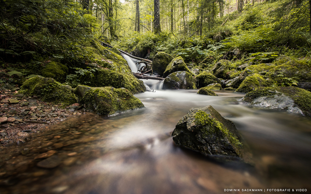 In the Forest