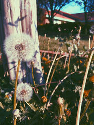 Dandelions