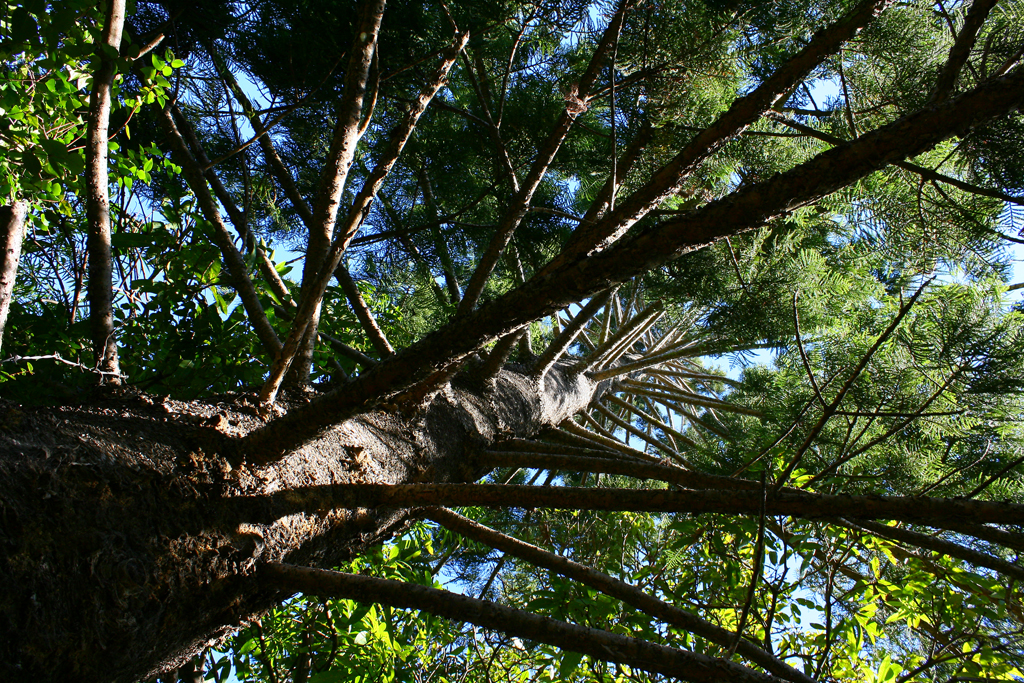hoop pine
