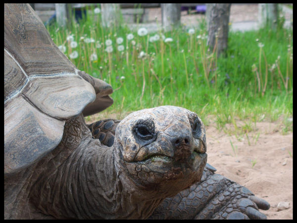 Tortoise by azkardchic