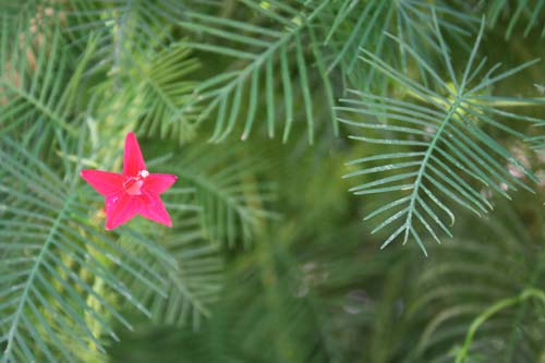 Cypress Vine