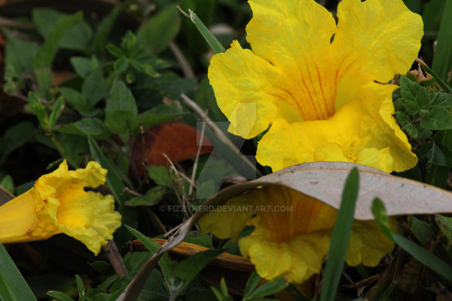 Flower on the Ground