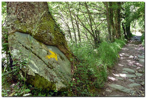 The Stone And The Tree