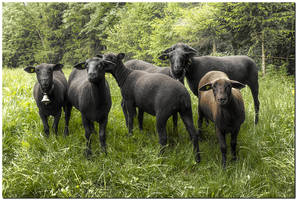 Black Sheep