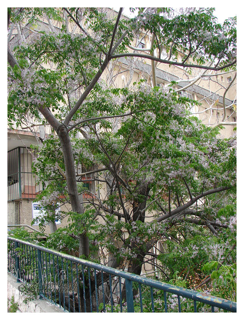 pilgrims - a tree in haifa