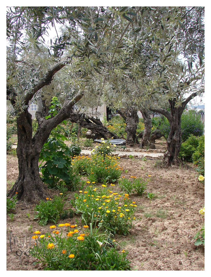 pilgrims - gethsemani