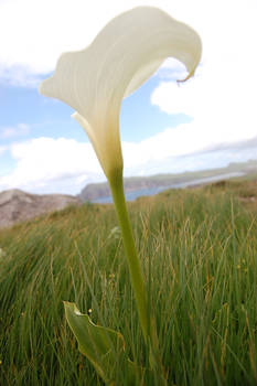 Calla