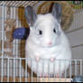 Yuki the Chinchilla