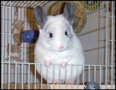 Yuki the Chinchilla