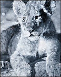 Lion Cub in Acrylics