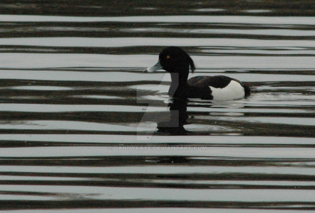 Tufted Duck 1